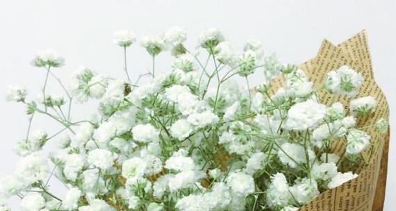 满天星花语（点缀生活的幸福星光）