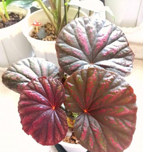 银星秋海棠的花语与意义（传递爱与美的秋海棠花语）
