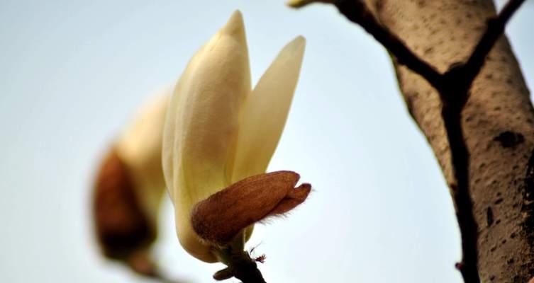 玉兰花的寓意与象征意义（探寻玉兰花的文化内涵）