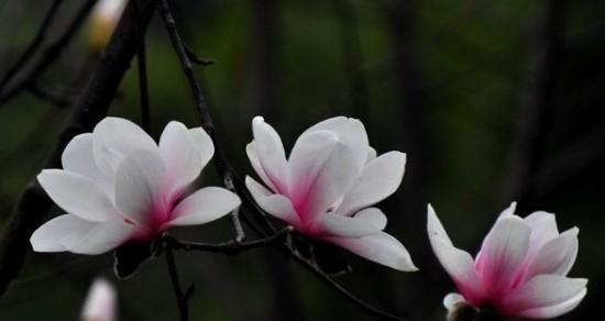 探索玉兰花的多样花语世界（解读玉兰花的种类和花语）