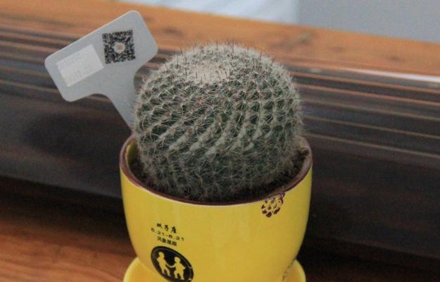 玉翁仙人球花语（探索玉翁仙人球的花语之谜）
