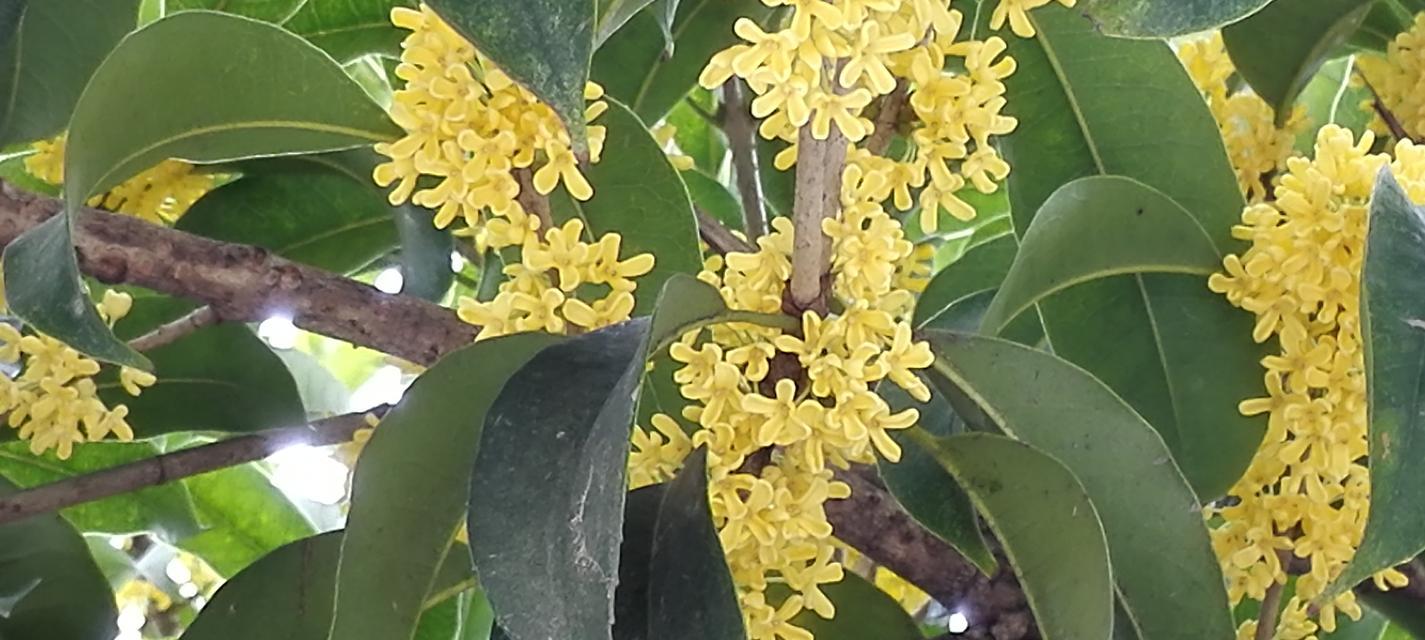 月桂花的花语（探寻月桂花的花语和象征意义）