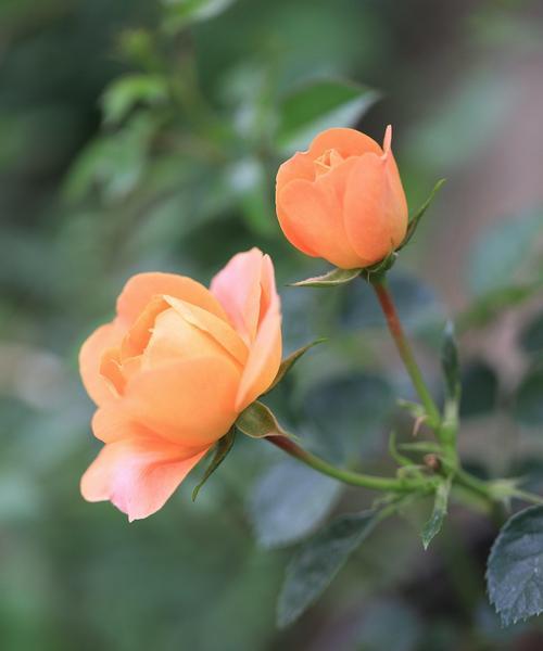 月季的象征意义与美丽芬芳（月季花的寓意及文化传承）