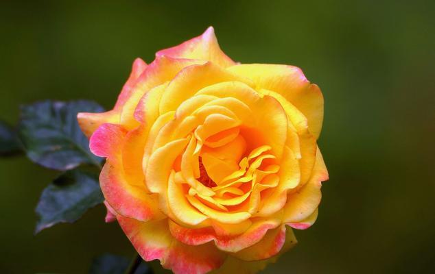月季花语与象征意义