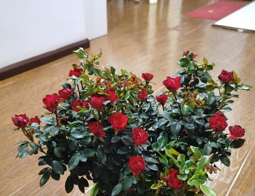 月季浇水技巧揭秘（以干见湿）