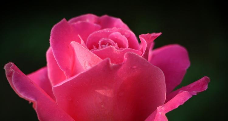 月季与玫瑰，花开花落的花语比较（解读月季与玫瑰的深层含义）