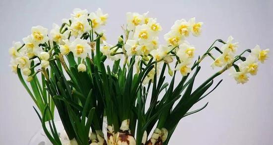 中国水仙的花语——富贵吉祥（揭示中国水仙的象征意义和文化内涵）