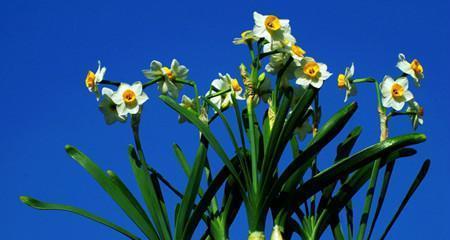 中国水仙花语的意义及象征（探索中国水仙花所传达的深意）