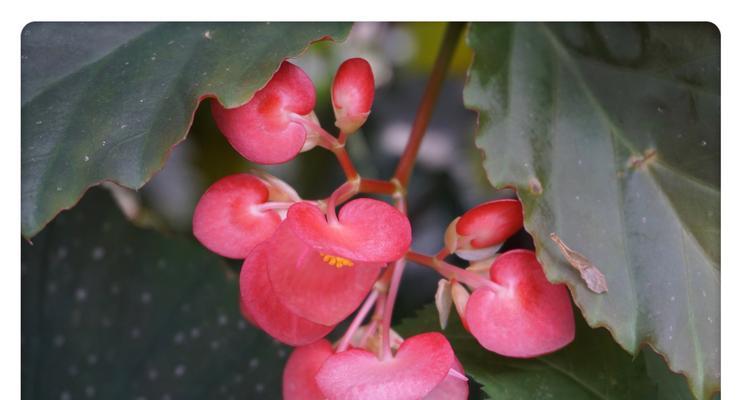 竹节秋海棠花语（以竹节秋海棠花语为引）