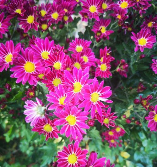 紫菊花的花语（探究紫菊花的花语）
