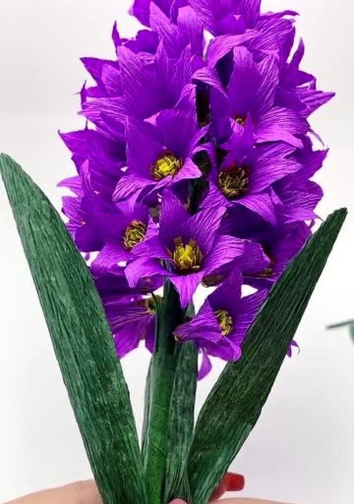 紫色风信子的象征意义（探寻风信子花朵所承载的深意）