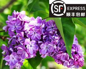 紫色海棠花花语（探寻紫色海棠花的浪漫与坚强）