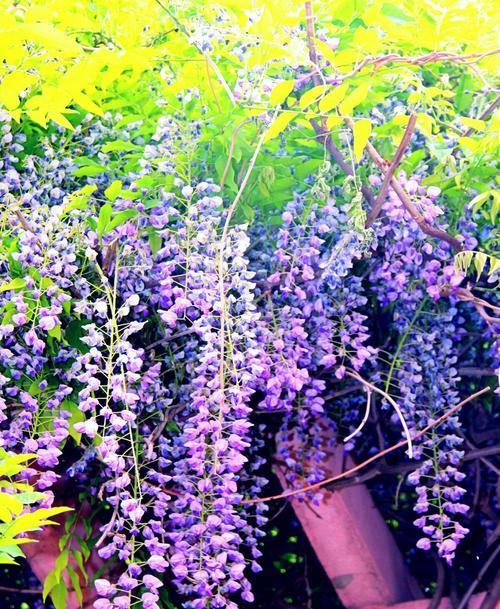 紫藤花的花语与香味（探索紫藤花的花语和香味魅力）