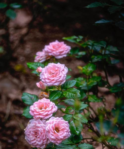 芙蓉月季花语（芙蓉月季花语的深刻寓意与浪漫故事）
