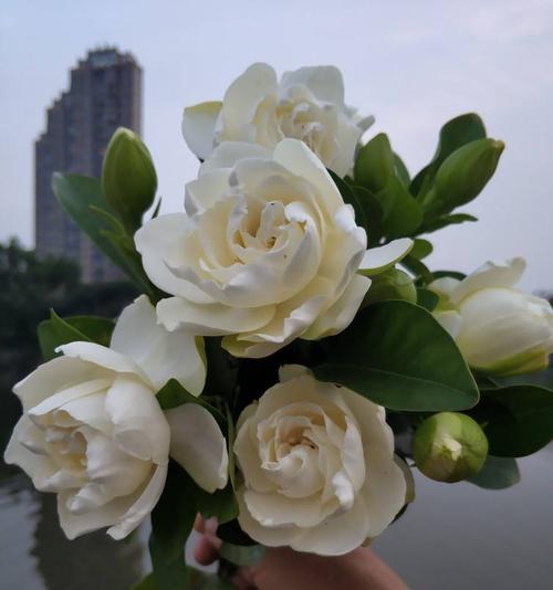 栀子花（盛放在心间的栀子花之美）