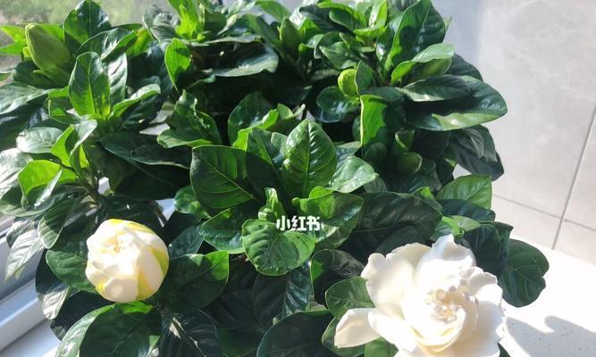 栀子花开花时间及象征意义（探究栀子花开花时间和其象征意义的相关知识）