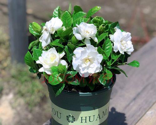 栀子花无法存活的寓意（寓意寄托与生活启示）
