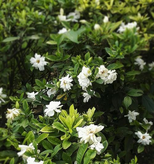 栀子花之美——花开如梦（绽放香气）