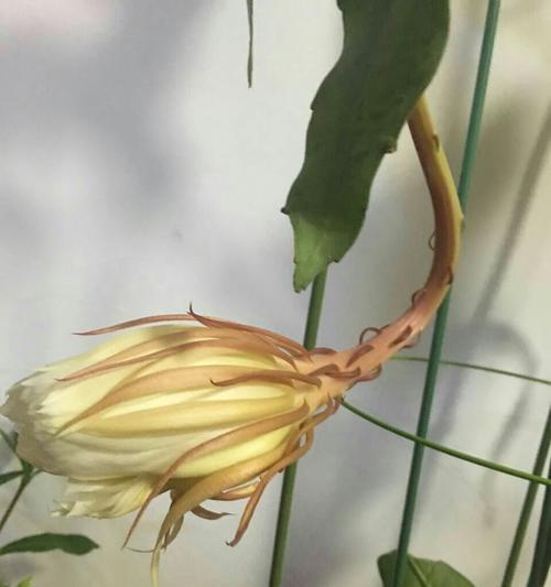 昙花（借昙花寄托人生哲理）