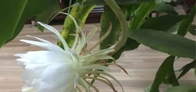 昙花盛开的花意义（探究昙花的寿命和生命的真谛）