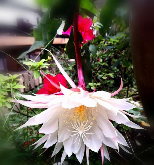 昙花花语传说故事——生命中的短暂绽放（从昙花的故事中寻找生命的意义）