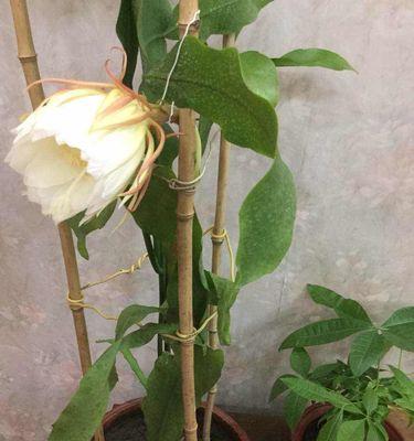 昙花，一缕芬芳的瞬间（昙花盛开）