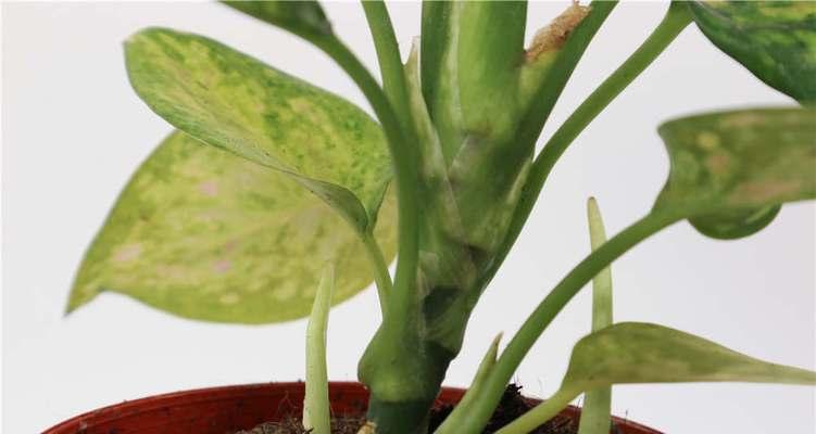 黛粉叶万年青的花语及寓意（探寻黛粉叶万年青的深层含义）