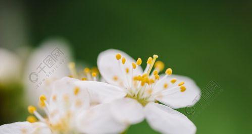 白梅花的花语及意义（美丽的白梅花）