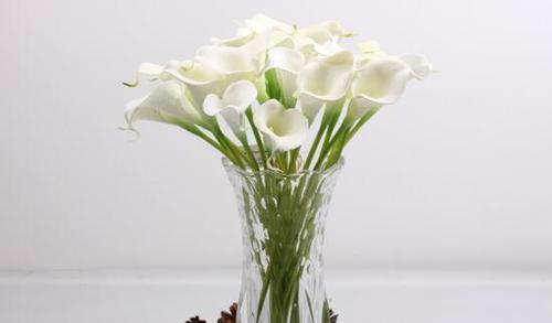 白色马蹄莲——纯洁之花（花开荷塘）