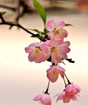 垂丝海棠（爱情的花朵）