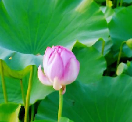 探秘以荷花网络（荷花网络）