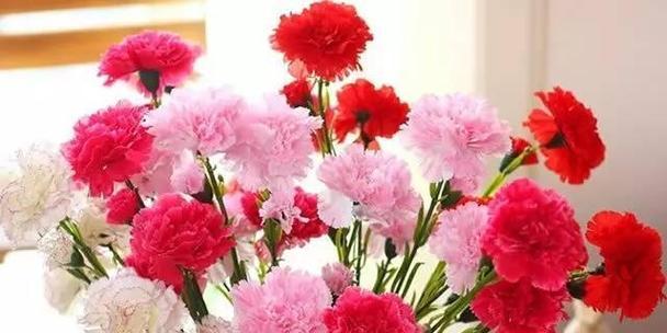 康乃馨花语（深情不言）