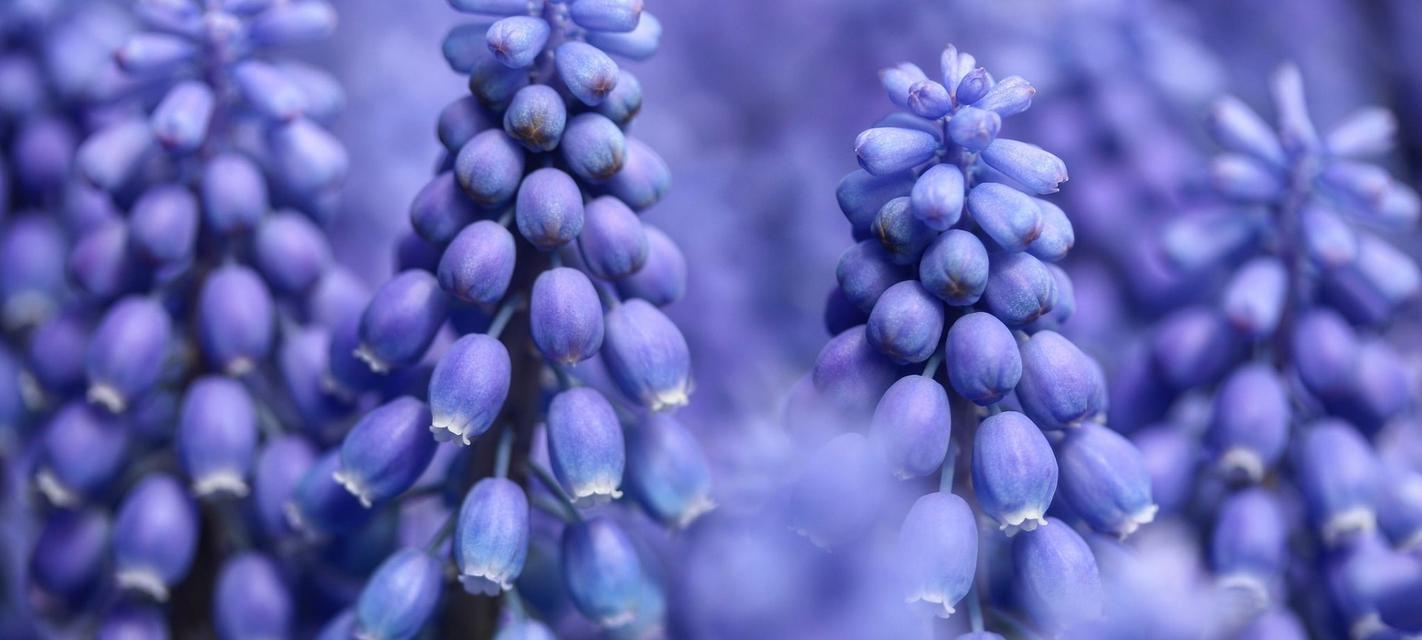 蓝紫色风信子的花语（探寻蓝紫色风信子的美丽含义）