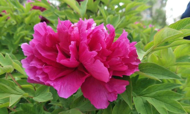 牡丹花语与养植方法大揭秘（探寻牡丹花的秘密与养植技巧）