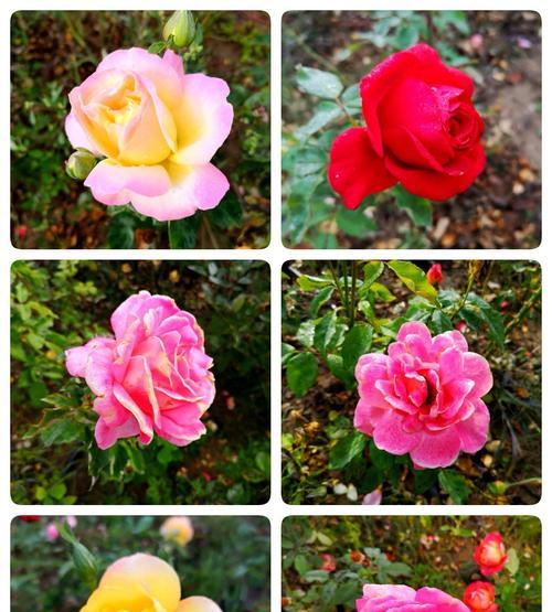 月季花的花语与美丽意涵（揭秘月季花背后的花语与象征意义）