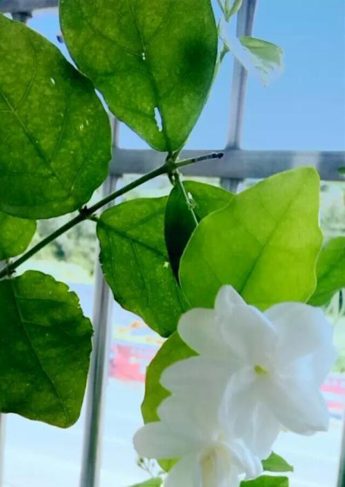 花开花落，花语言传情（求茉莉花栀子花和风信子花的花语）
