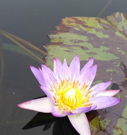 深情之蓝（揭开埃及蓝睡莲的神秘面纱）
