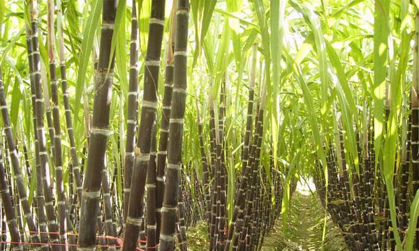 甘蔗——一种多年生草本植物（甘蔗的生态特点）