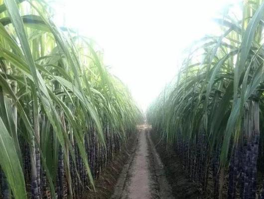 甘蔗栽培须知（解读甘蔗忌氯的原因与影响）