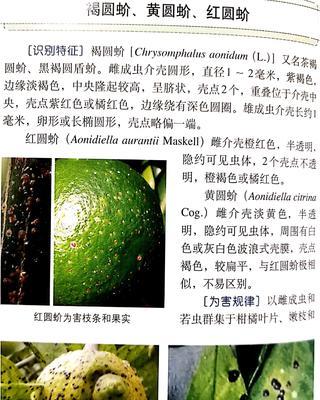 柑橘介壳虫防治方法详解（掌握这些方法）