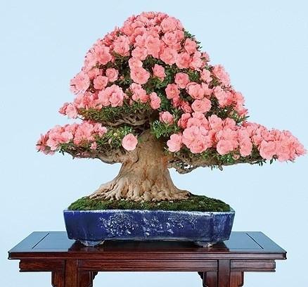 如何养护干花杜鹃以促进开花（干花杜鹃养护技巧）
