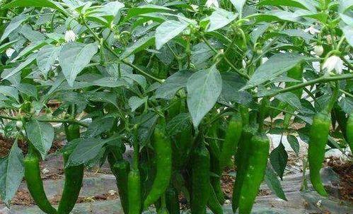 如何种植干辣椒种子（从选种到收获）