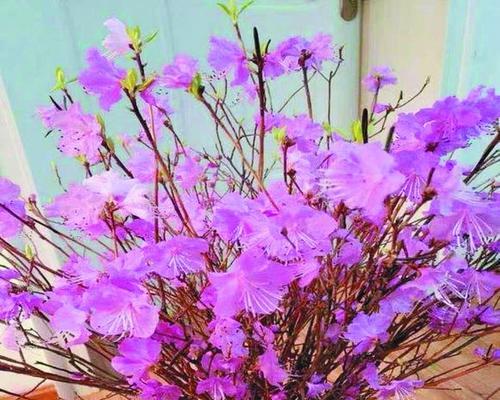 干枝杜鹃的花期及观赏技巧（探寻干枝杜鹃的花语）