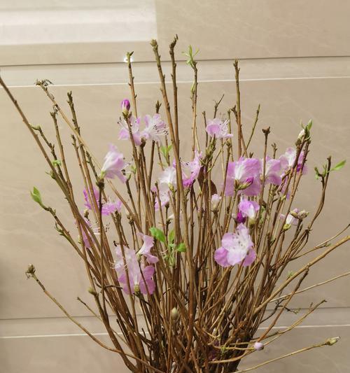 干枝杜鹃开完花后的管理技巧（如何维护干枝杜鹃的健康生长）