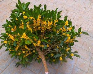 桂花树的养护方法——让你的桂花树长得更好（如何为刚买的桂花树提供最佳的养护环境）