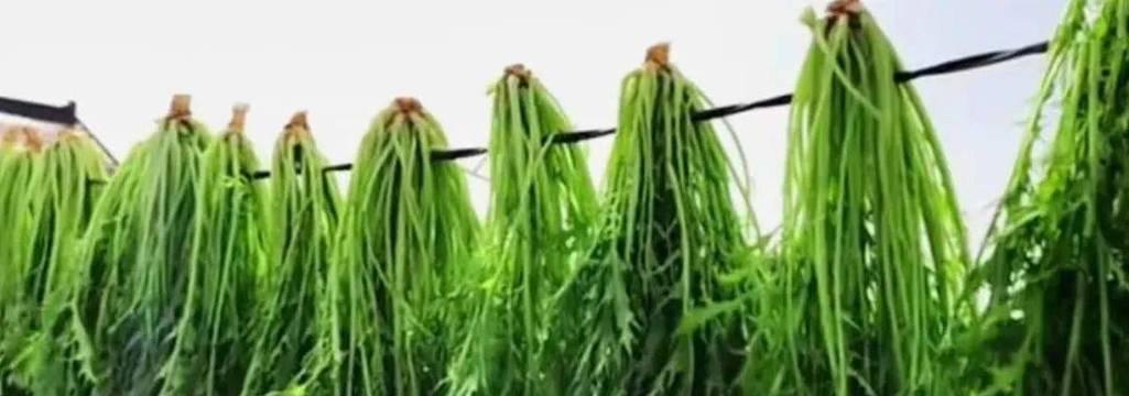 高菜和雪菜有何不同（揭秘高菜和雪菜的区别）
