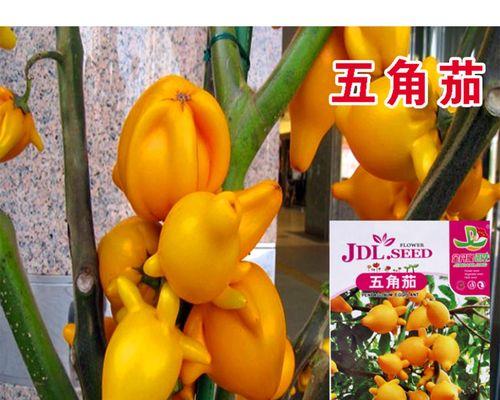 探寻高档蔬菜的品种及特点（种类繁多的高档蔬菜）