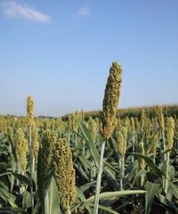 高粱是被子植物，知识点详解（认识高粱）