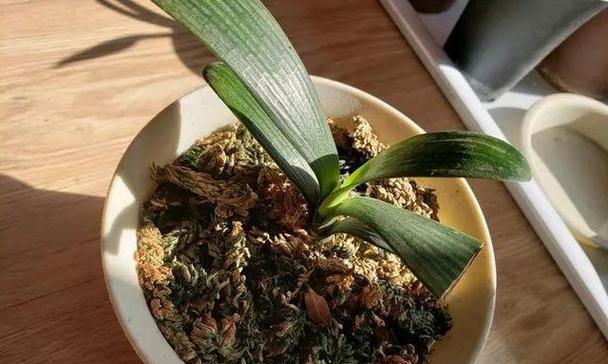 高锰酸钾浇花，科学还是误区（花卉专家解析高锰酸钾的利与弊）