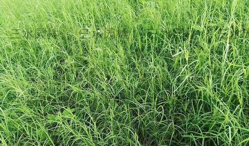 高羊茅草籽的最佳播种时间（为你详解高羊茅草籽的播种技巧）